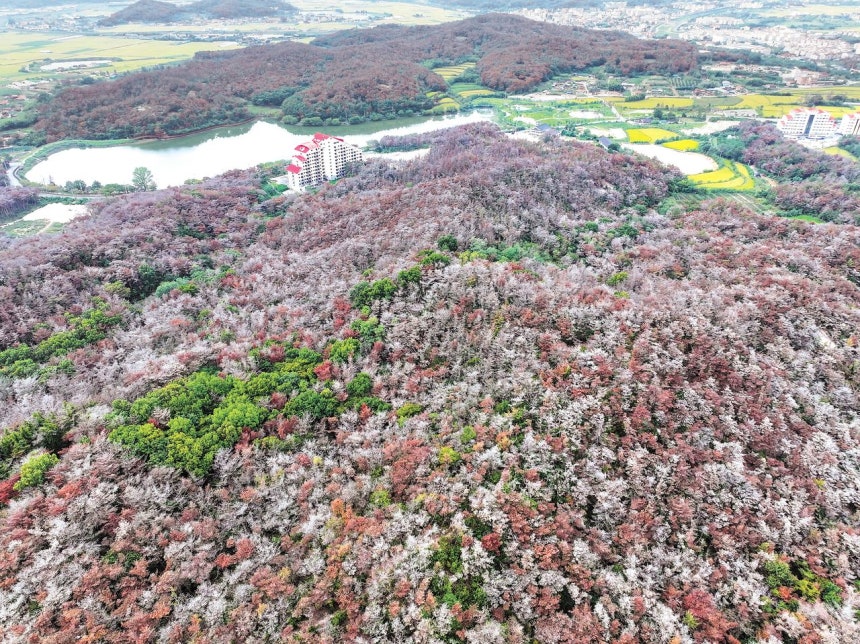 지난달 28일 경북 경주시 외동읍 영지 인근 숲. 지난해 감염된 소나무는 잎이 떨어져 잿빛이 됐으며, 올해 감염된 소나무는 솔잎이 붉게 변했다. 녹색은 활엽수다. 연합뉴스