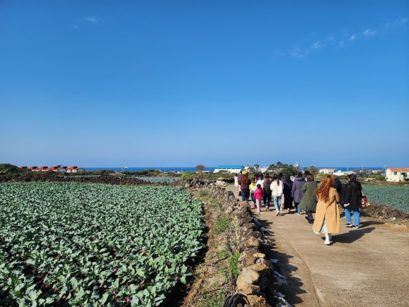 [ESC] <b>제주</b>도 푸른 밭, 겨울 맛 느끼러 떠나요