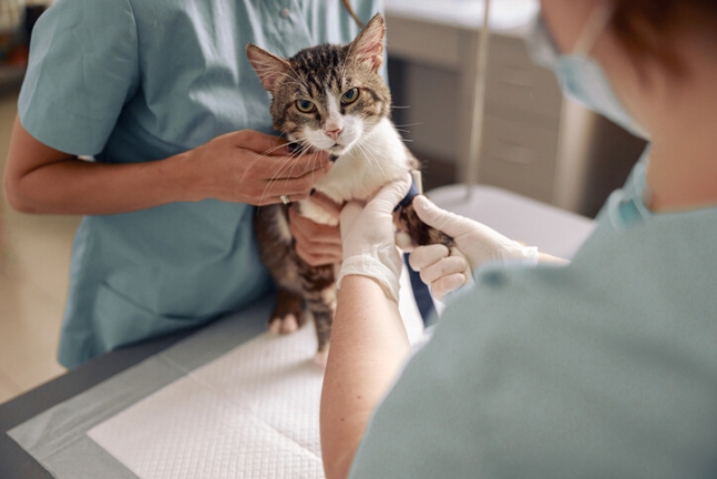 대한수의사회는 11일 보도자료를 내고, 원인 불명의 고양이 신경·근육병증에 대한 반려인들의 관심과 주의를 당부했다. 게티이미지뱅크