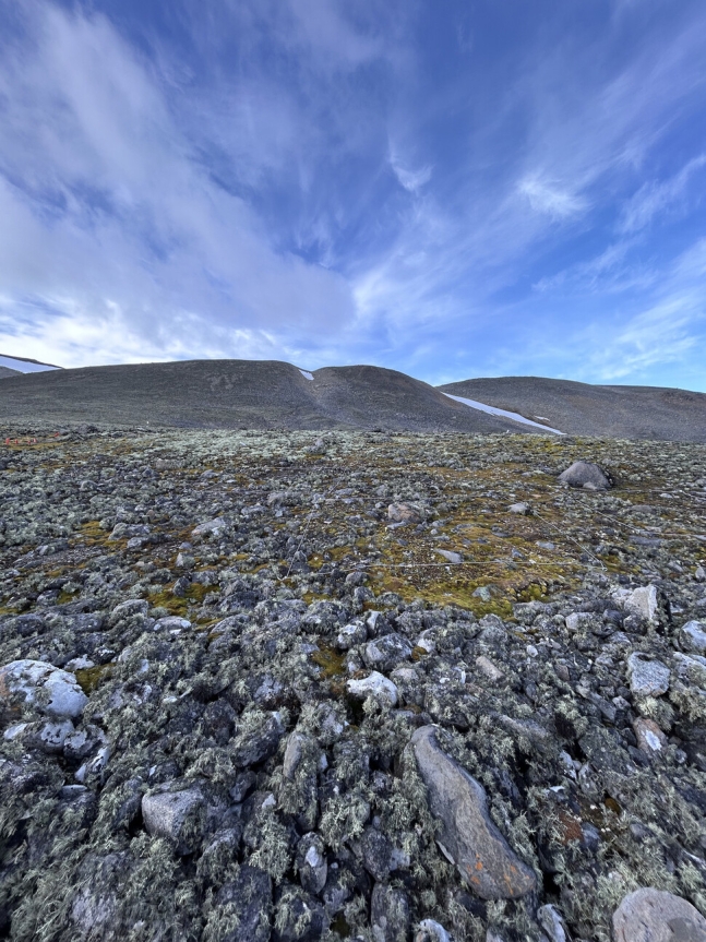킹조지섬에 펼쳐진 지의류와 이끼들. 과학자들은 변화에 민감한 남극종들을 통해 지구 온난화를 연구 중이다.