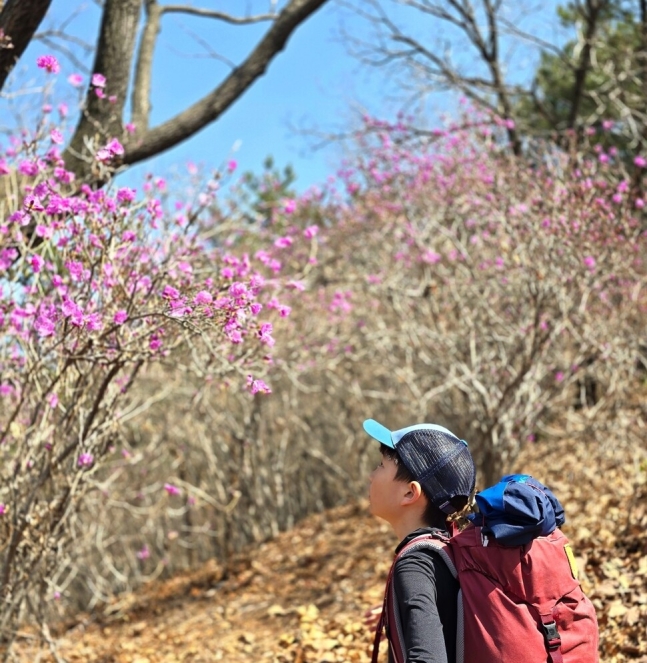 경남 창원시 장복산 편백숲을 지나 접어든 비탈길에서 아들을 반겨주던 진달래꽃.