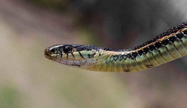 북미동부가터뱀도 냄새로 동료와 자기 자신을 구분하는 ‘자기 인식’이 가능하다는 연구가 나왔다. 위키피디아 코먼스