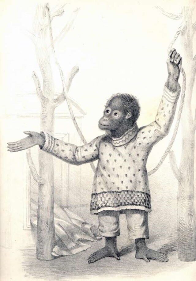 1837년 그려진 오랑우탄 제니의 초상화. 다윈은 제니에게 거울을 주고 반응을 살폈다. 런던동물원 제공