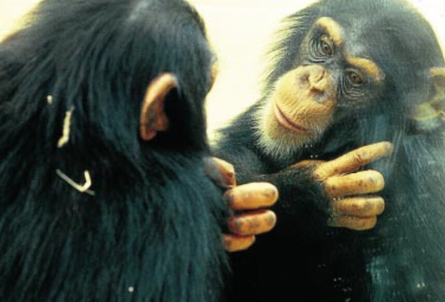 1970년 고든 갤럽 교수가 진행한 ‘거울 자기인식검사’ 실험에서 침팬지는 거울 속 자신의 모습을 알아봤다. 고든 갤럽 제공