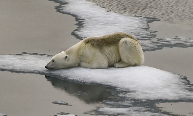 2021년 8월 16일 프란츠 요제프 랜드 군도의 영국 해협 빙원에 북극곰 한 마리가 앉아있다. 유엔은 19일 지난해 폭염이 바다를 덮치고 빙하가 기록적인 얼음 손실을 겪으면서 전 세계 기온이 더위 기록을 경신했다고