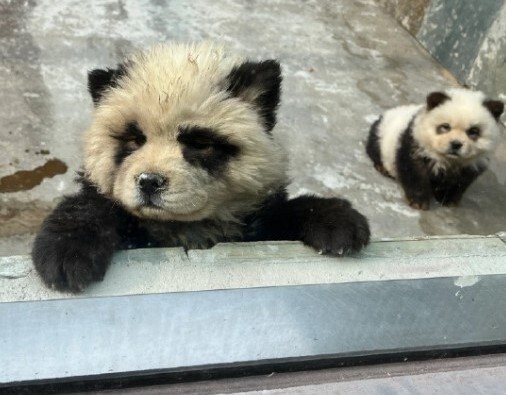 중국 장쑤성의 타이저우 동물원이 중국 토종견인 ‘차우차우’를 판다처럼 염색한 뒤 관람객들에게 공개해 ‘동물학대 논란’이 제기되고 있다. 웨이보 갈무리