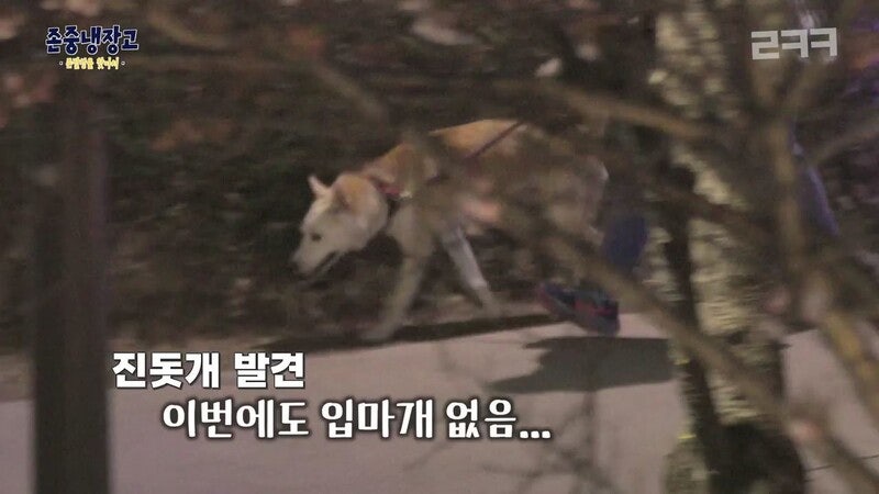 <b>진돗개</b>만 입마개 타령…<b>이경규</b> ‘<b>존중냉장고</b>’에 반려인들 화난 이유