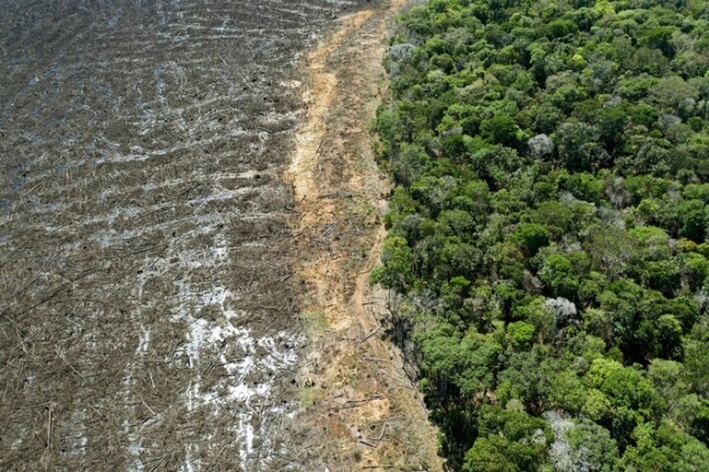 2020년 8월 찍은 브라질 아마존의 벌채 현장. 나무가 모두 잘려나간 왼쪽과 나무가 무성한 오른쪽이 극명하게 대비된다. 시노프(마투그로수)/AFP 연합뉴스