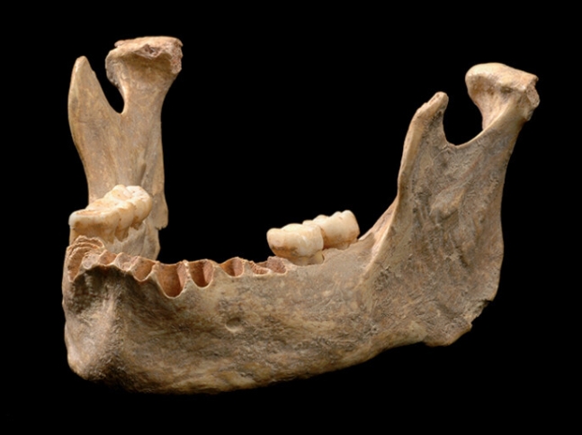 루마니아의 페슈테라 쿠 오아세 동굴에서 발견된 이 아래턱 유골의 주인공은 DNA의 10분의 1을 네안데르탈인한테서 물려받았다. 5대조가 네안데르탈인이다. EMIL RACOVI&#538;&#258;/MIRCEA GHE