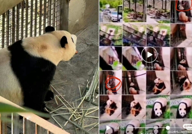 24일 중국 사회관계망서비스(SNS) ‘웨이보’에는 중국 쓰촨성 판다보호연구센터 워룽 선수핑 기지에 있는 ‘푸바오’의 미공개 사진 여러 장이 올라왔다. 웨이보 갈무리
