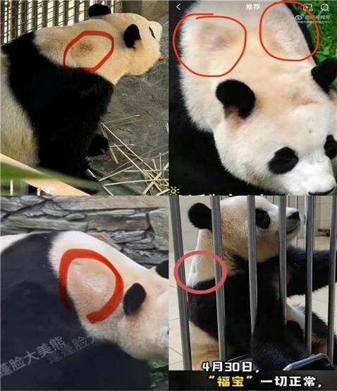 중국 팬들은 푸바오의 목 부분의 털이 눌려있는 점, 등쪽과 이마에 탈모가 생긴 것 등을 근거로 푸바오에게 ‘동물 접객’(동물 체험)을 시킨 것이 아니냐는 의혹을 제기하고 있다. 웨이보 갈무리