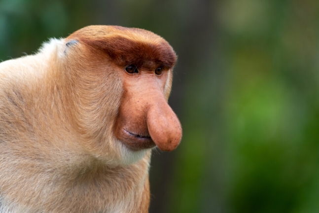 수컷 코주부원숭이의 큰 코는 시각적으로 암컷에서 뛰어난 생식능력을 과시할 뿐 아니라 청각적으로도 영향을 미쳤을 것이란 연구가 나왔다. 게티이미지뱅크