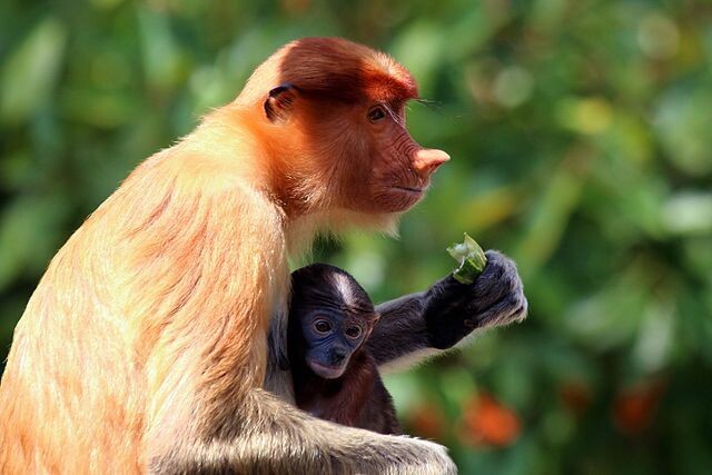 코주부원숭이 암컷과 새끼. 수컷과 달리 뽀족하고 위쪽으로 솟은 코를 볼 수 있다. 위키피디아코먼스