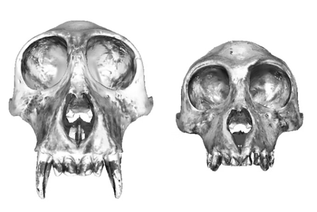 수컷 코주부원숭이(왼쪽)와 암컷 코주부원숭이(오른쪽)의 두개골 3D 모델 갈무리. 수컷의 콧구멍 크기가 암컷보다 29% 더 크고, 수컷과 암컷은 콧구멍 모양도 다르다. 캐서린 발로리아/컨버세이션 제공
