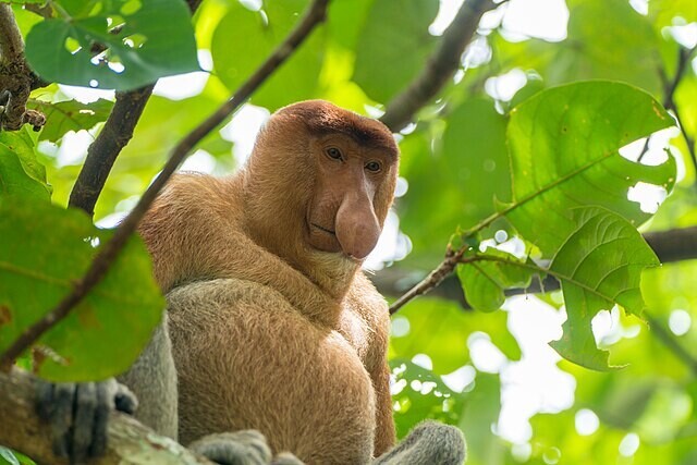 수컷 코주부원숭이의 큰 코는 시각적으로 암컷에서 뛰어난 생식능력을 과시할 뿐 아니라 청각적으로도 영향을 미쳤을 것이란 연구가 나왔다. 위키피디아 코먼스