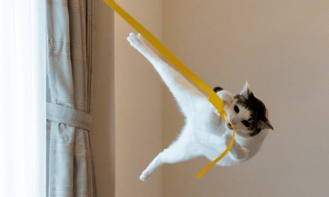 노란 끈을 물고 공중을 나는 고양이의 모습을 포착한 ‘타잔’. 오노 가즈토시/웃긴 반려동물 사진전 제공