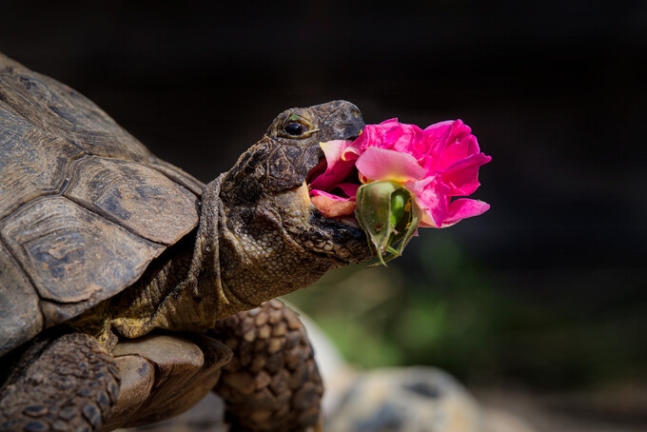장미를 맛보는 거북 ‘케이시’의 모습을 담은 ‘새 장미’. 조너선 케이시/웃긴 반려동물 사진전 제공