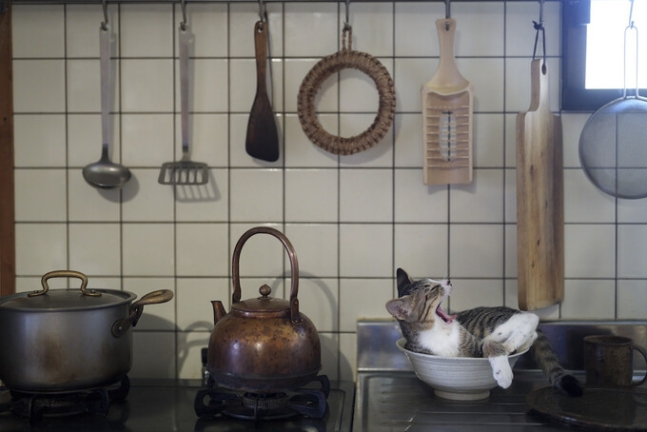 우수상에 꼽힌 ‘부엌의 고양이’(Kitty in th Kitchen). 오시마 아츠유키/웃긴 반려동물 사진전 제공