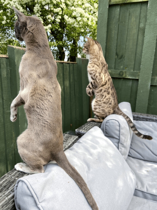 나란히 담장 너머를 살피는 고양이들을 담은 ‘시끄러운 이웃’(Nosey Neighbors). 엠마 비어드모어/웃긴 반려동물 사진전 제공