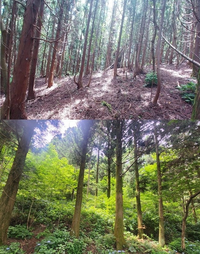 제주 거문오름 일대 삼나무림의 간벌 전(위쪽)과 간벌 후의 식생 복원 모습. 제주도 세계유산본부 제공