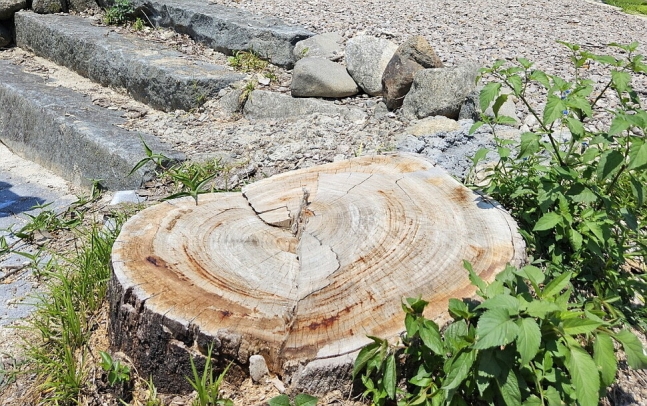 경남 산청군 삼장면 덕교리의 정자 ‘파고정’에 서 있던 나무 두 그루가 지난봄 말라 죽었다. 최상원 기자