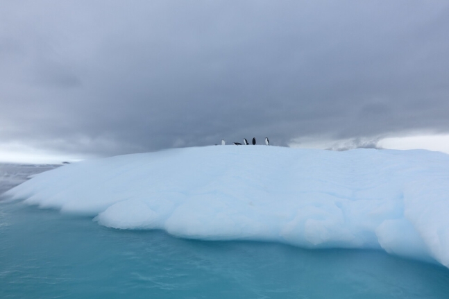 빙벽에서 떨어져 나온 빙산과 새해의 펭귄들. 극지연구소 제공