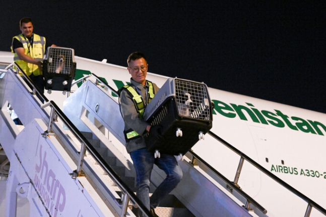 윤석열 대통령 부부가 중앙아시아 순방에서 구르반굴리 베르디무하메도프 투르크메니스탄 최고지도자 겸 인민이사회의장 부부로 부터 선물로 받은 투르크메니스탄 국견 알라바이 두 마리가 지난 18일 인천공항에 도착했다. 대통령