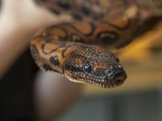 영국 남부 해안도시 포츠머스의 고등학교 ‘시티 오브 포츠머스 칼리지’에서 9년 동한 홀로 사육된 ‘수컷’ 뱀이 새끼 14마리를 낳았다. 알고보니 이 뱀은 암컷이었고, 단성생식을 한 것으로 추정된다. 학교 제공
