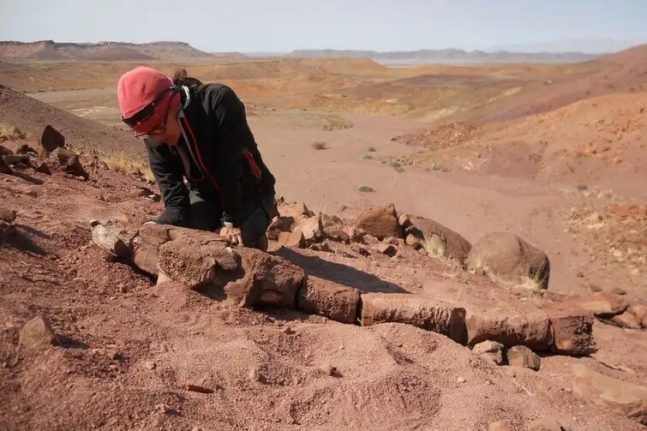 연구진은 2014~2015년 남아프리카 나미비아의 북서부 나미브 사막을 탐사하던 중 ‘가이아시아 제니애’의 화석을 발견했다. 로저 스미스/부에노스아이레스대 제공
