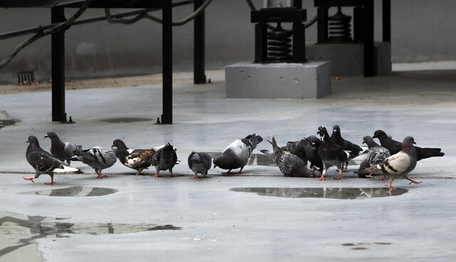 비둘기가 한 건물 옥상 배수로에 고인 물을 먹으며 목을 축이고 있다. 한겨레 자료사진