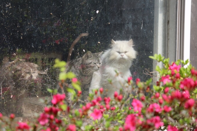 지난 4월 경기도 포천시 불법 번식업장에 방치된 고양이들이 창밖을 내다보고 있다.