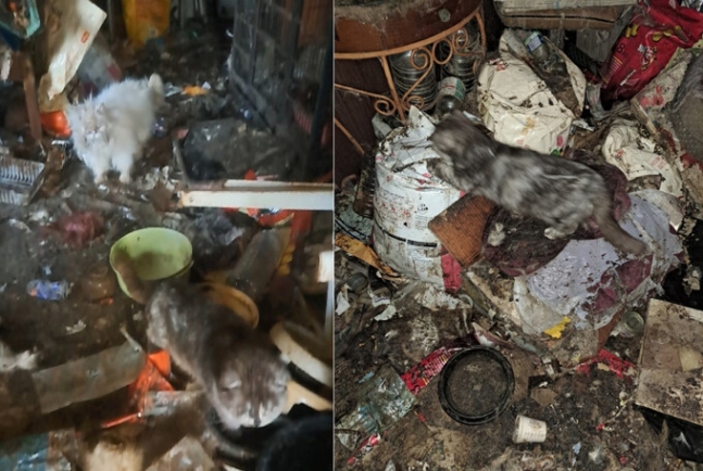 제보자인 집주인이 보낸 실내 환경. 고양이들은 쓰레기 더미 위에 방치되어 있었다.