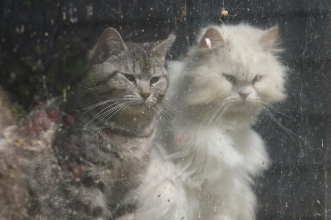 창가 구석에서 마지막을 보낸 동물의 사체 곁에서 창밖을 내다보고 있는 고양이들.