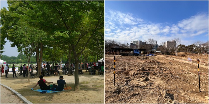 봄에 버드나무 ‘학살’ 전주시, 350그루 목련·느티나무 건드리나