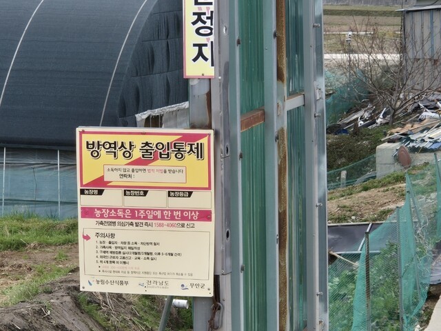 7년 만에 돼지 구제역…해제 앞두고 축산농가 ‘비상’