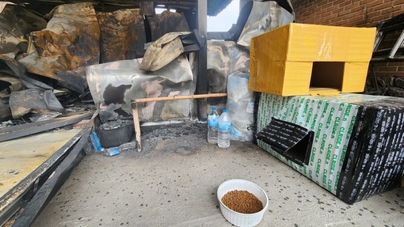 윤석열 500만원 캣타워보다 귀한 고양이 집 [옵스큐라]