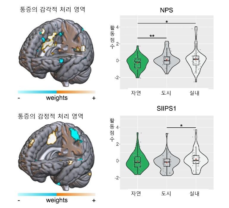 통증을 처리하는 감각에 관여하는 뇌 부위(위).자연 영상을 볼 때 이 부위의 뇌 활동이 약해졌다.감정적 처리 영역(아래)은 별다른 변화가 없었다.네이처 커뮤니케이션스