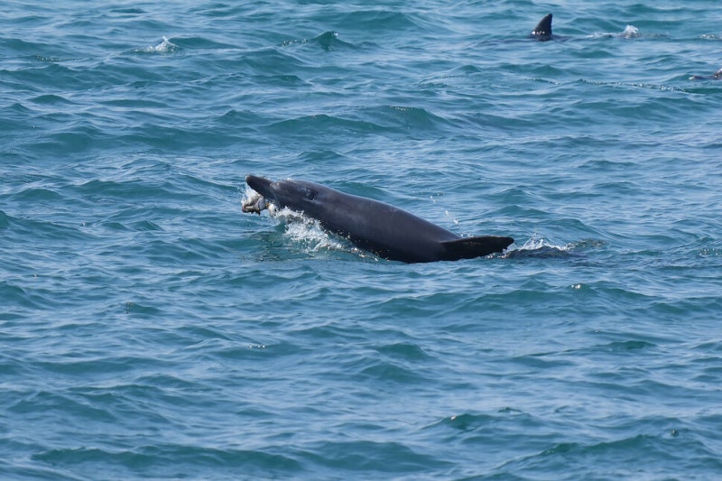 “턱아, 하늘선 아프지 마”…7년 구강암 투병 제주 남방큰돌고래 숨져