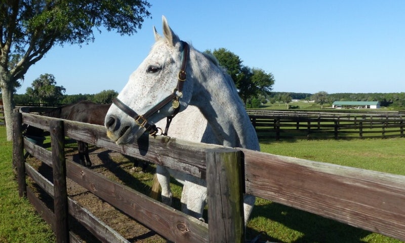 도축 전 경주마 구조, 국제동물권단체서 공로상