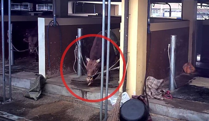 싸움소들은 경기 전 계류장에서 24시간 이상 대기하면서 기본적인 움직임과 행동을 제한당하는 것으로 나타났다. 묶인 소들 가운데 일부는 바닥을 반복적으로 핥는 등 정형행동을 보이기도 했다. 동물해방물결 제공