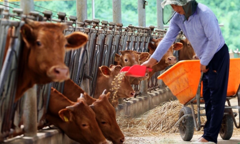 ‘한우법’ 통과 조짐에 “돼지는? 닭은?”…예산·행정력 낭비 우려