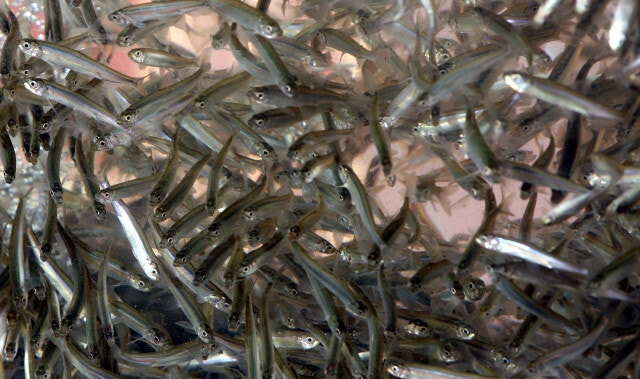 “평택 남양호에서 빙어가 사라졌다”