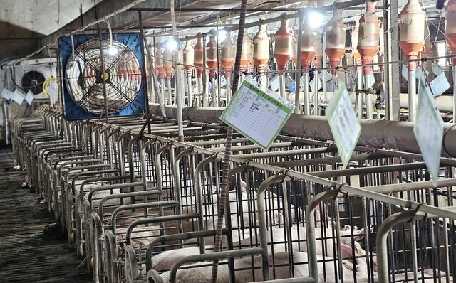 “축사에 에어컨 틀어도…” 이른 폭염에 가축 10만 마리 폐사