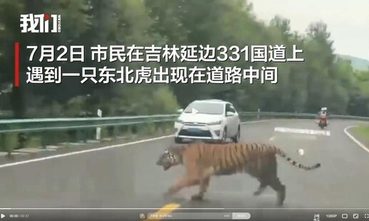 중국 지린성에 나타난 야생 백두산호랑이의 모습. 베이징바오 영상 갈무리