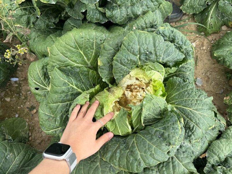 폭염, 3분기 물가 0.3%p 끌어올릴 듯…농수산물 가격 상승