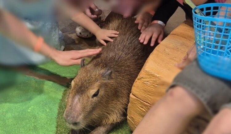 ‘전시동물 비극’ 끝나지 않는 이유 [정진아의 다르지만 함께]