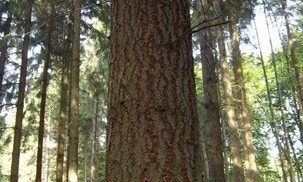 “나무속은 북적댄다”…작지만 거대한 생명의 합주 [오철우의 과학풍경]