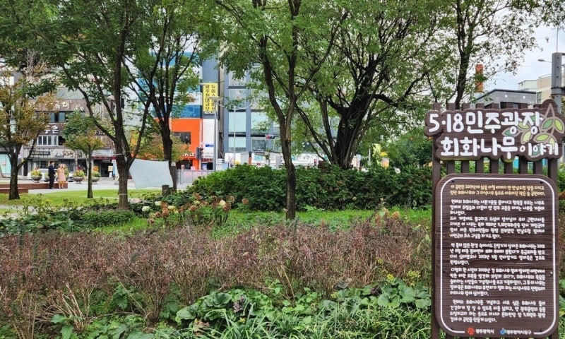 볼라벤 때 고사한 옛 전남도청 앞 회화나무, 복제목으로 되살아났다