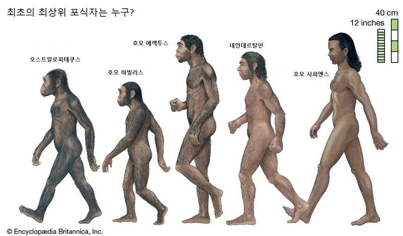 최초의 ‘사람’ 호모 하빌리스는 포식자가 아니었다