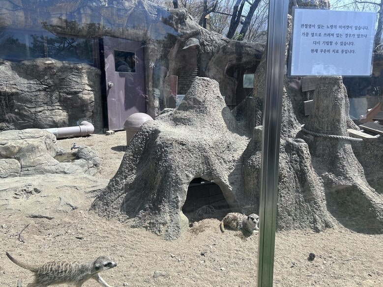 사막의 미어캣을 아파트에서? [이형주의 비인간동물사]